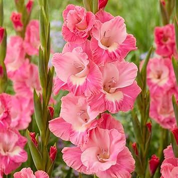 Pink Parrot Gladiolus Flower Bulbs - 10 Gladioli Bulbs per Pack - Attracts Butterflies and Hummingbirds - Deer Resistant - Good as Cut Flowers
